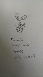 my sketch of the Manzanita flower